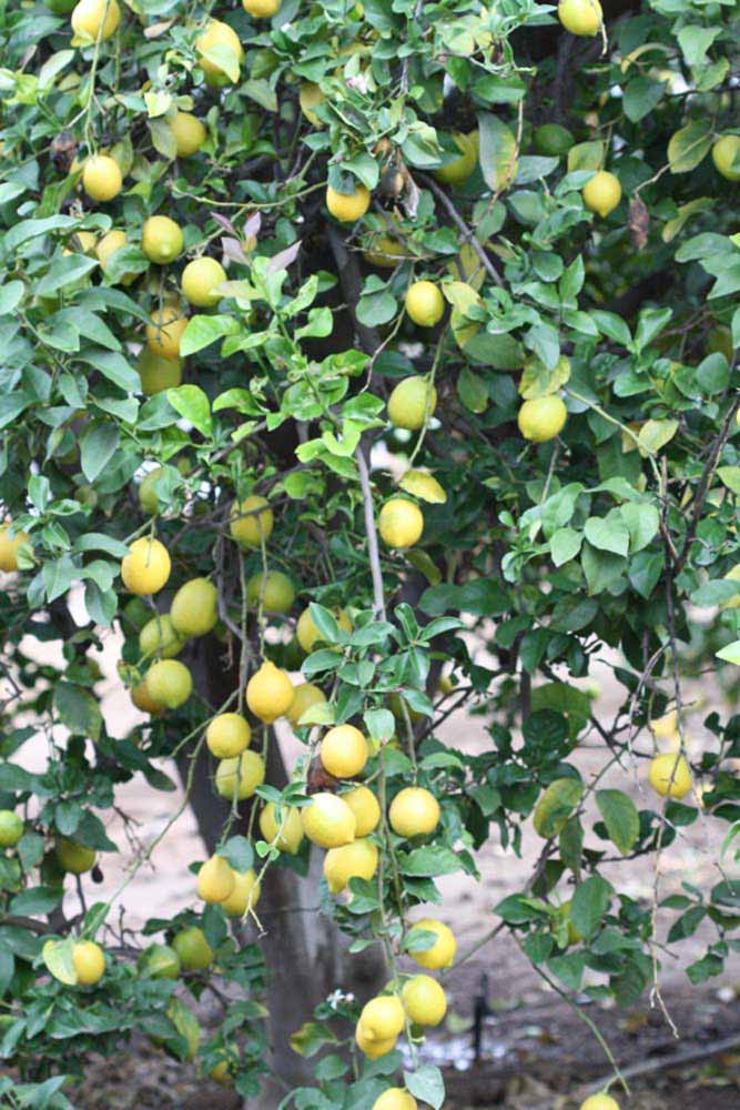               Habit (Cascade, Riverside, CA)   